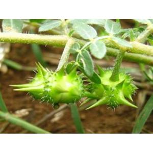 Quality fructus tribulus terrestris extract Saponins 40%, 60%--Tribulus terrestris L. for sale