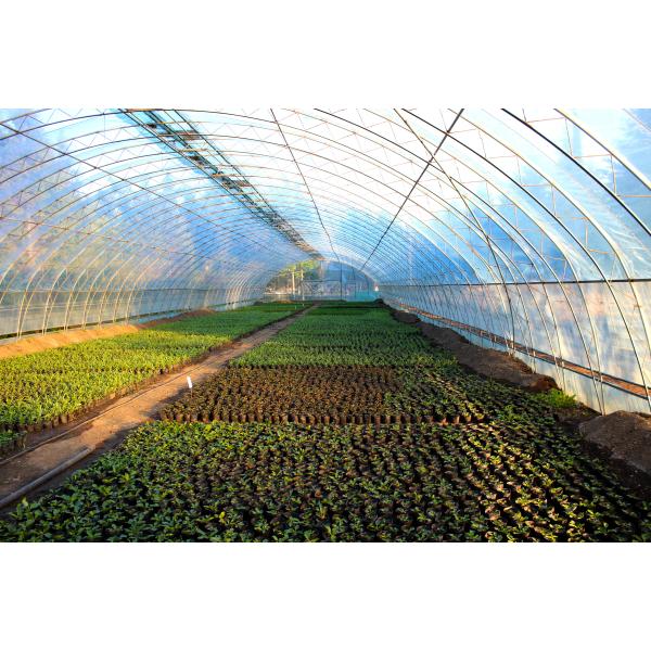 Organic Granular Nitrogen Phosphate Fertilizer