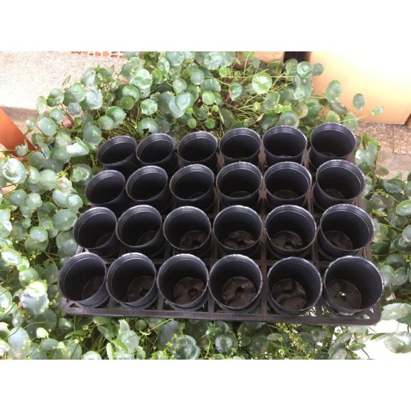 24 Cavities Dimpled Plastic Seedling Tray ODM 75mm Flower Seed Starter Pots