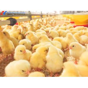 Quality Customized Broiler Chicken Feeding Equipment With Automatic Drinking / Feeding System for sale