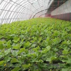 Large-Scale Cucumber Farming Made Easy with Humidity-Controlled Commercial