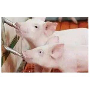 NPT Automatic Pig Waterers Nozzle 32mm Animal Stainless Steel