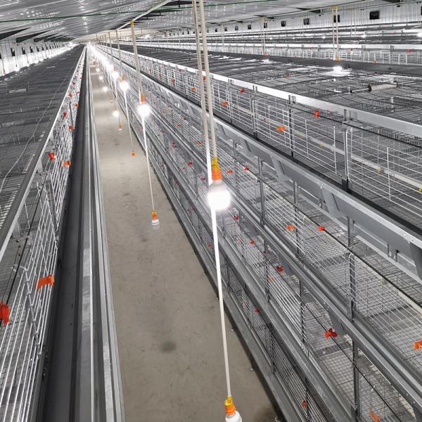 SGS Automatic Broiler Chicken Cage ISO9001 Q235A Hot Dipped Galvanized