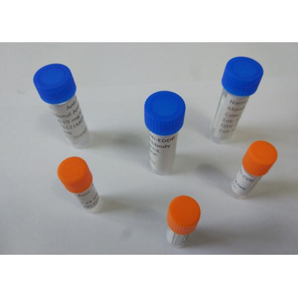 Buy Customized Anti-EDDP Mouse / Rat Monoclonal Antibodies For Vitro Research at wholesale prices