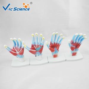 4pieces/Set Human Hand Pvc Anatomical Medical Model
