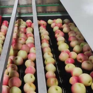 99.9% Accurate PLC Control System Apple Fruit Sorting Machine For Industrial