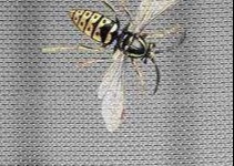 18x16 5154 Aluminium Wire Mesh Screen 8.5ft Width Anti mosquito