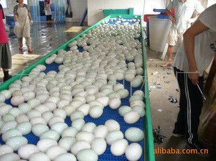 Buy                  Conveyors for The Food Processing Industry              at wholesale prices