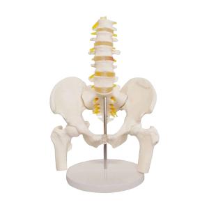 Adult PVC Anatomical Skeleton Model Lumbar Spine Models With Pelvic Floor