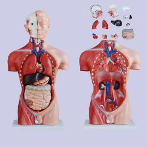 42cm 4D Human Anatomy Model For Medical Teaching