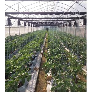 2-5m Shoulder Height High Tunnel Sawtooth Greenhouse for Commercial Plant