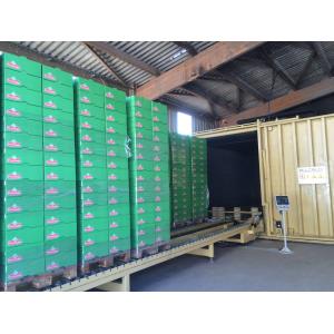 Cauliflower/Cabbage/ Edible Fungi Preservation Vacuum Coolers Full Automatic PLC