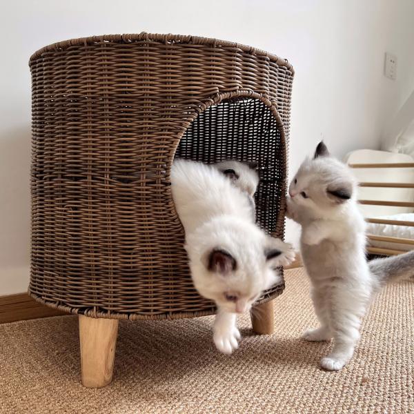 cat cubby beds