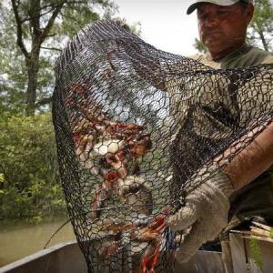 Buy cheap 19 Gauge Crawfish Wire Mesh PVC Coated Saltwater Resistant from wholesalers