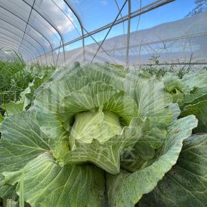 6x15m Multipurpose Tunnel Greenhouse With Superior Light Transmission