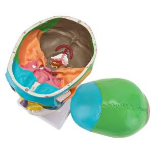 Parietal Mandible Anatomical Skeleton Model Human Skull Model Medical Demonstrat