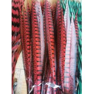 Carinval Costumes Decoration Fake Lady Amherst Pheasant Feather