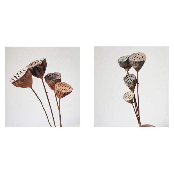 Ornamental 50cm Seedpod Lotus Root Dried Flower Decor