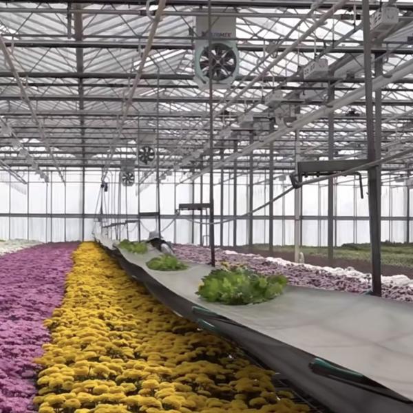 Modern Glass Greenhouse Hydroponic Vegetable System