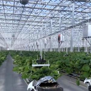 Large and Venlo Style Glass Agricultural Greenhouse with Automatic Control
