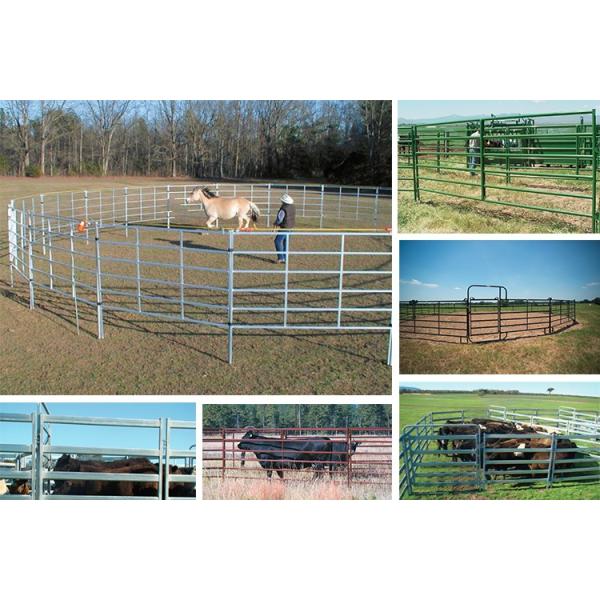 cattle panel fence5