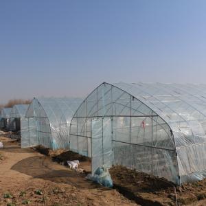 Agriculture Single Tunnel Plastic Film Greenhouse for Strawberry Planting
