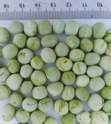 Buy Moisture Max 8% Dehydrated Green Peas at wholesale prices