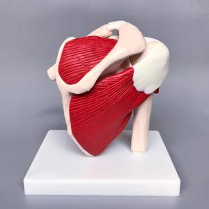 21cm Tall Pvc 0.7kg Human Skeleton Model , Shoulder Joint Model