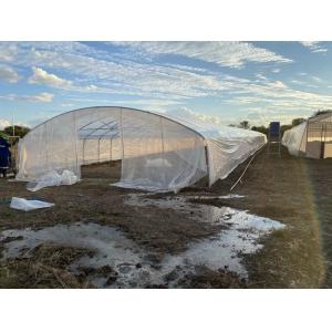 Galvanized Single Span Plastic Tunnel Greenhouse Customized Vegetable Growing
