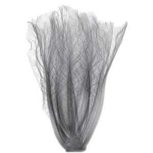 10-70m/min Speed X Ray Inspection System for Fruit And Vegetable Food Foreign