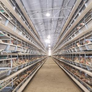 2.5mm 3Rows Battery Poultry Cage For Hen Farming Livestock Equipment