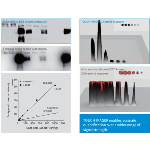 Immunoassay Automated Chemiluminescence Imaging System For Western Blot Transfer Protein Analysis