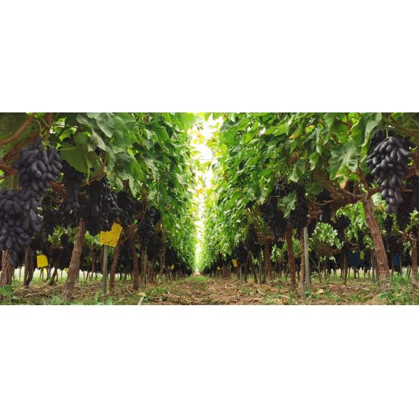 Enzyme Amino Acid N8-0-0 Organic Liquid Foliar Fertilizer Peptides Biostimulants for Plant