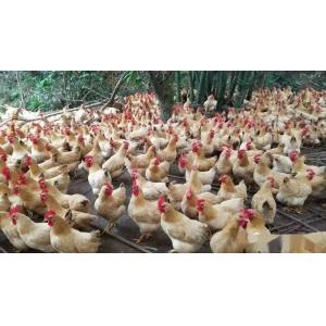 Compound Poultry Feed Acidifiers For Broiler Chickens Promoting Growth
