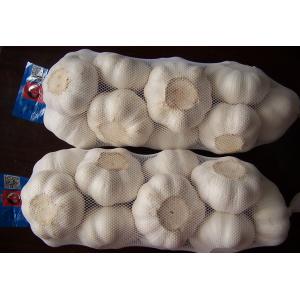 China GARLIC on sale
