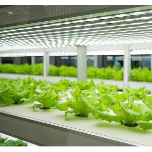 Quality NFT System Vertical Hydroponics Garden Automatic Humidity Control for sale