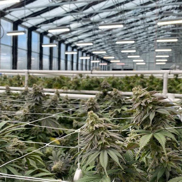 Black Plastic Film Agriculture Poly Tunnel Blackout Light Deprivation Greenhouse