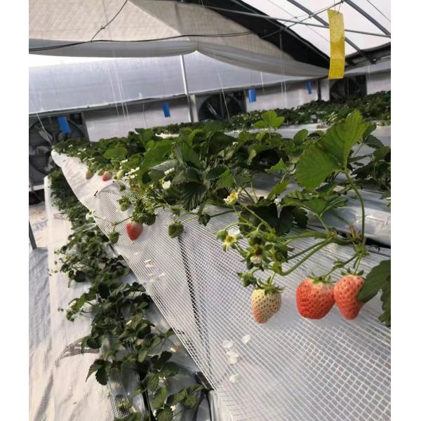 Buy Customization Multi-Span Film Greenhouse with US Currency and Customized Request at wholesale prices