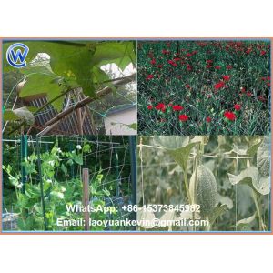 100% new virgin HDPE Green 8gsm 10X10cm plant support net with UV