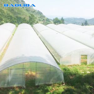 Fruits Growing Agricultural Polyethylene Film Greenhouse Hot Dip Galvanized