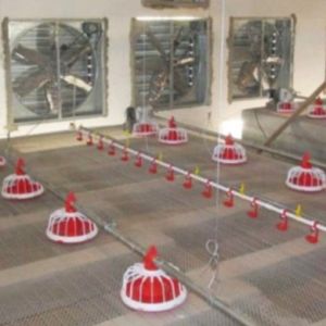 20 Birds/M² 300g Automatic Pan Feeding System