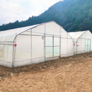 Hot Galvanized Steel Frame Tropical Fruit Grow Greenhouse Commercial Greenhouses
