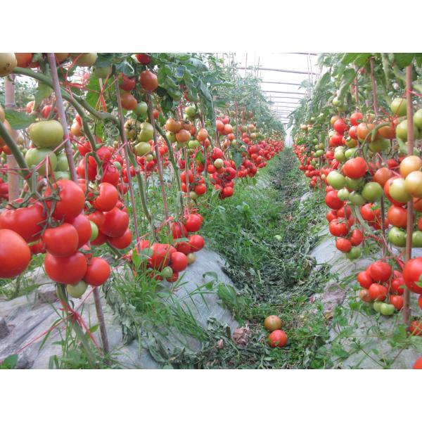 Custom Blend Soil Disease Control Potassium Organic Granular Fertilizer