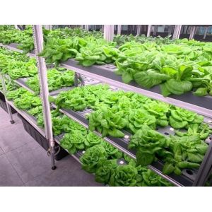 Leafy Vegetable Shipping Container Garden with Shaped Roof and Customization