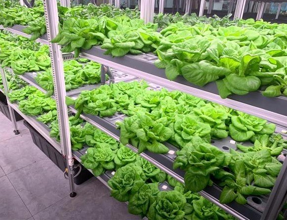 Department Option Leafy Vegetable Container House with Customization and Roofing