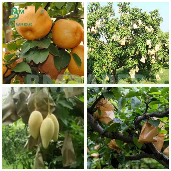 Mango Growing Protection Bag Glossy 30gsm Inner Black Paper Roll Sunproof