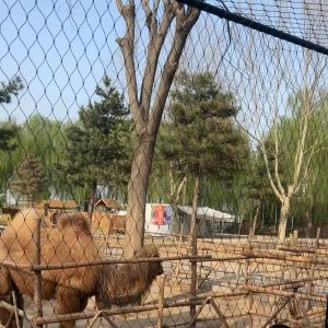 Black Oxidized Steel Rope Net For Animal Enclosure Mesh