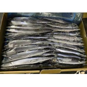 Cololabis Saira Sea Frozen Pacific Saury All Size