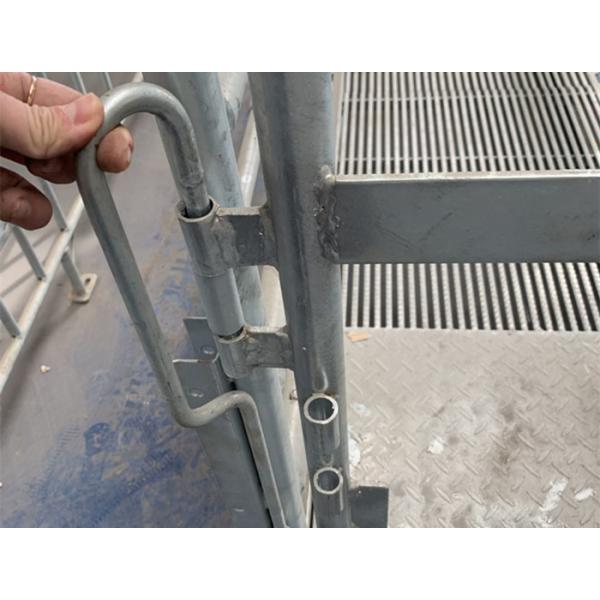 Adjustable Sow Joy Farrowing Crates With Plastic Slatted Flooring Long Using Time