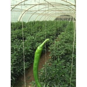 Quality High Breaking Strength Farm Twine With As Per Customer Demand for sale